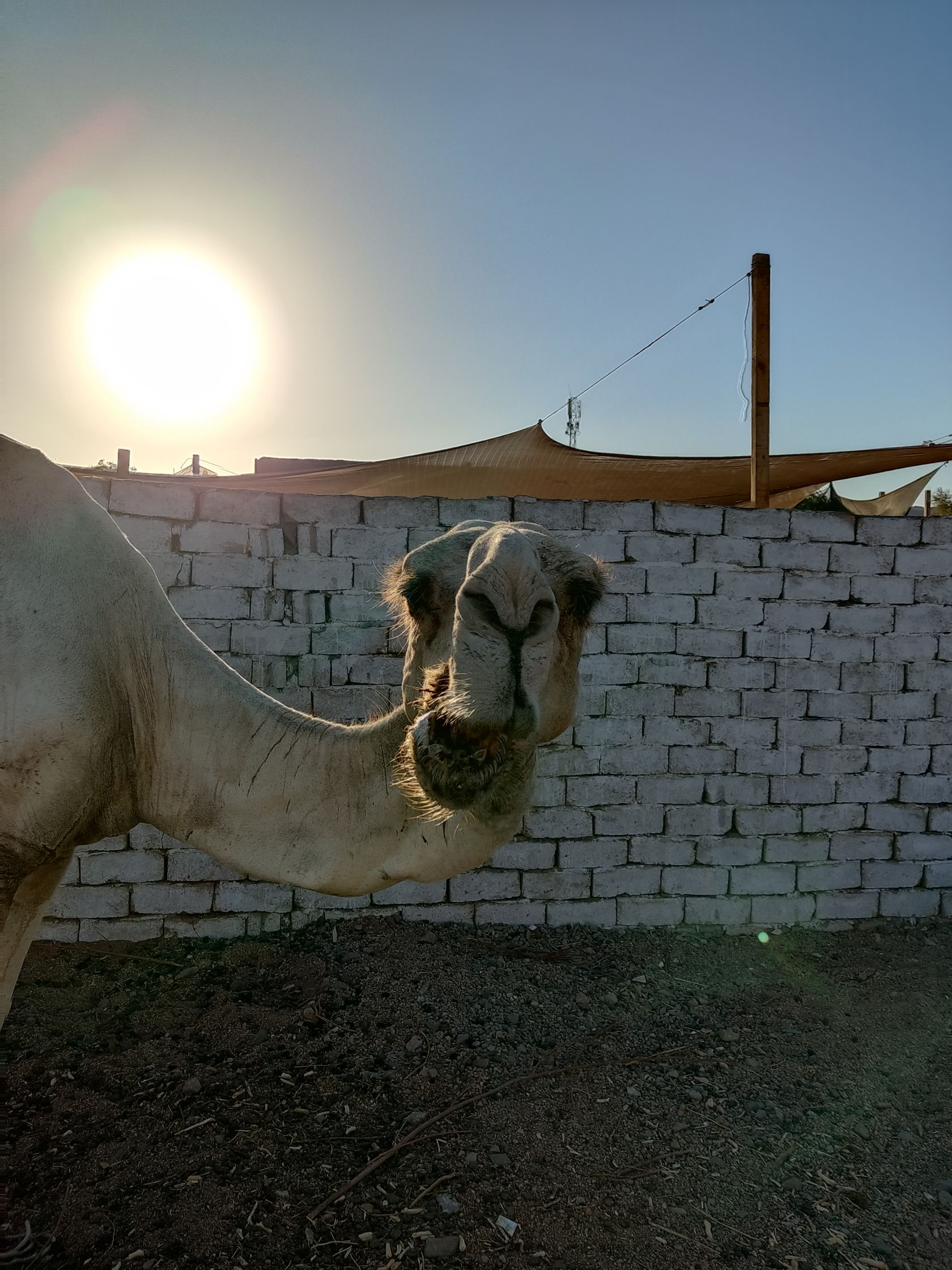 Bei Spaziergängen durch Dahab begegnet man immer wieder Dromedaren