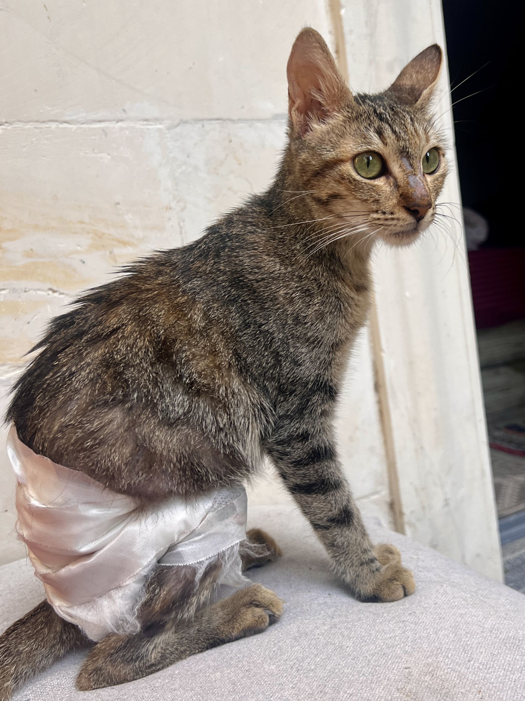 Tiger Sinai-Marie, eine gerettete Katze.