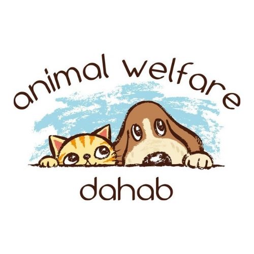 Animal Welfare Dahab: Einsatz für die Tiere mit viel Herzblut