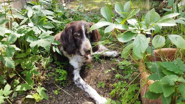 Frodo, ein Münsterländerhund, der gleich zwei Mal Scheidungsopfer wurde, bis er bei der Tierschutzgemeinschaft einen friedlichen Lebensabend verbringen durfte