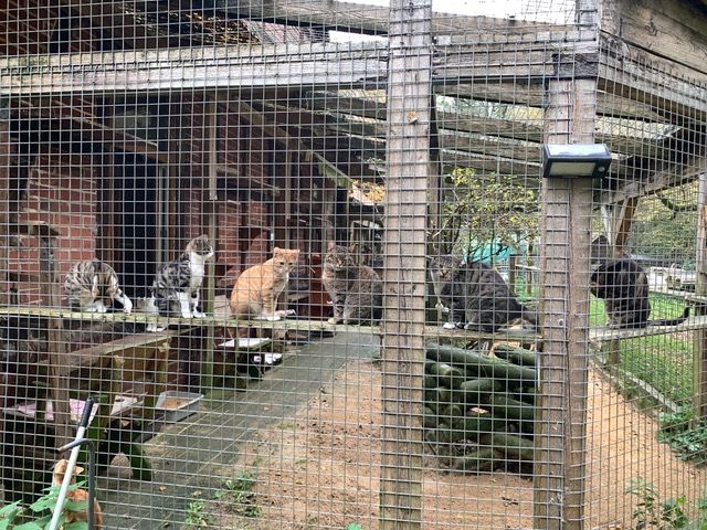 Das Katzenhaus mit mehreren jungen Katzen im Vordergrund, die im April 2024 auf dem Hof geboren wurden. Die scheue Mutter war eine Streunerin und die Nachbarn hatten gedroht, die Babys nach der Geburt zu töten