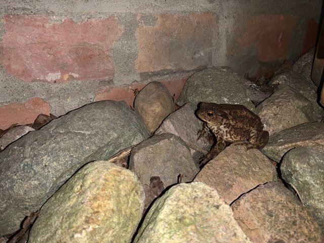Die Kröte ist eines der Wildtiere, die mit auf dem Hof leben