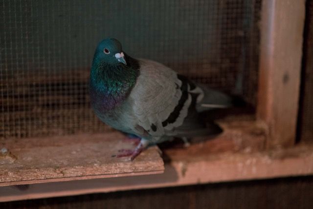 Eine von zur Zeit knapp 30 Tauben, die Tierschützer aus der Stadt bringen - verletzt und oft dauerhaft geschädigt. Manche sind auch Brieftauben, jedoch für den "Brieftaubensport" nicht geeignet und zuhause nicht mehr willkommen.