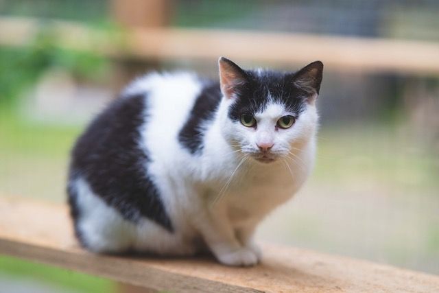Möri kam mit ihrer Tochter und ihrem Sohn zur Tierschutzgemeinschaft nachdem die Nachbarn mit Vergiftung drohten, da die Katzen in ihrem Garten spazieren gingen