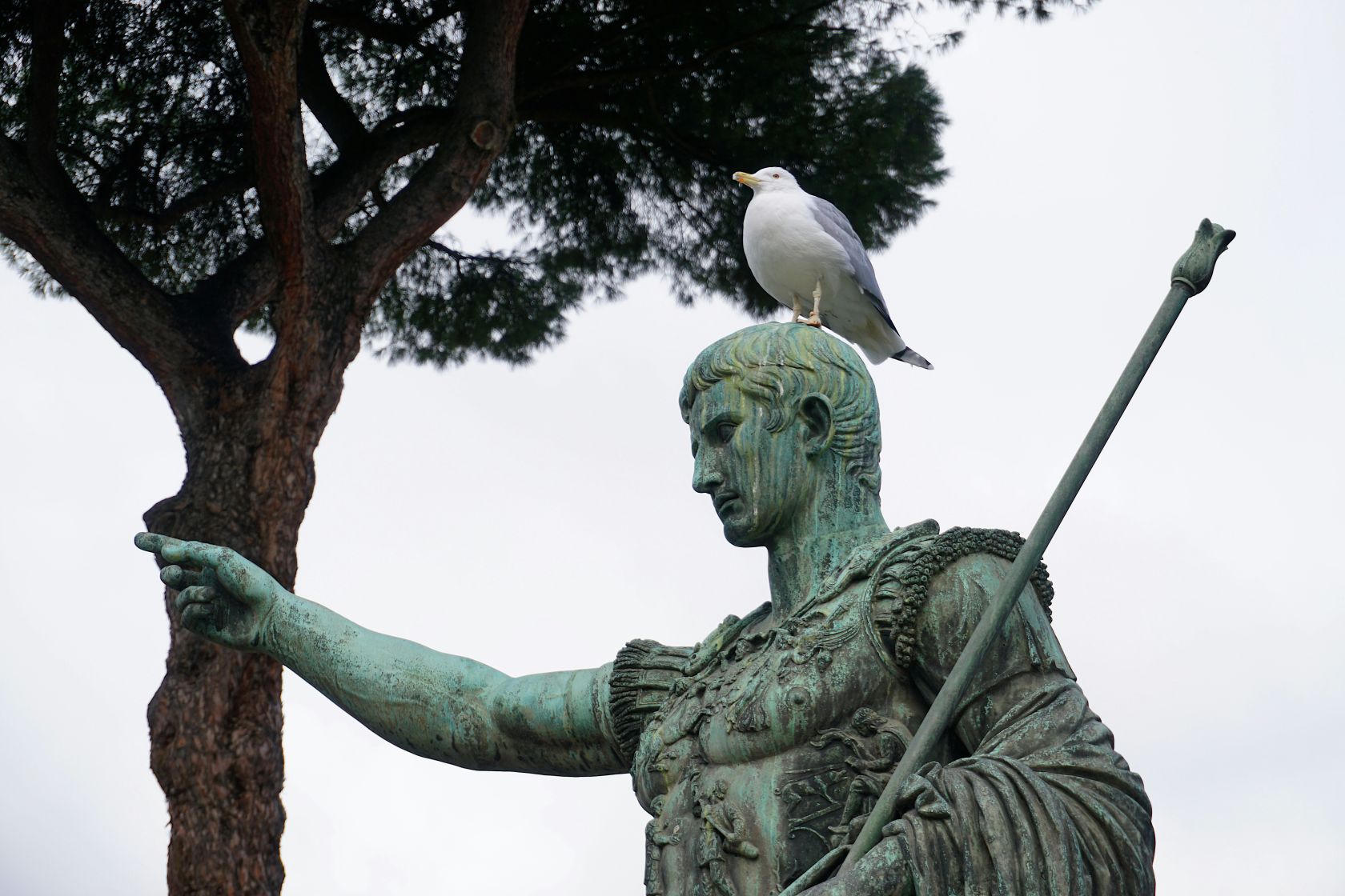 eine Statue von Cäsar mit Möwe auf dem Kopf