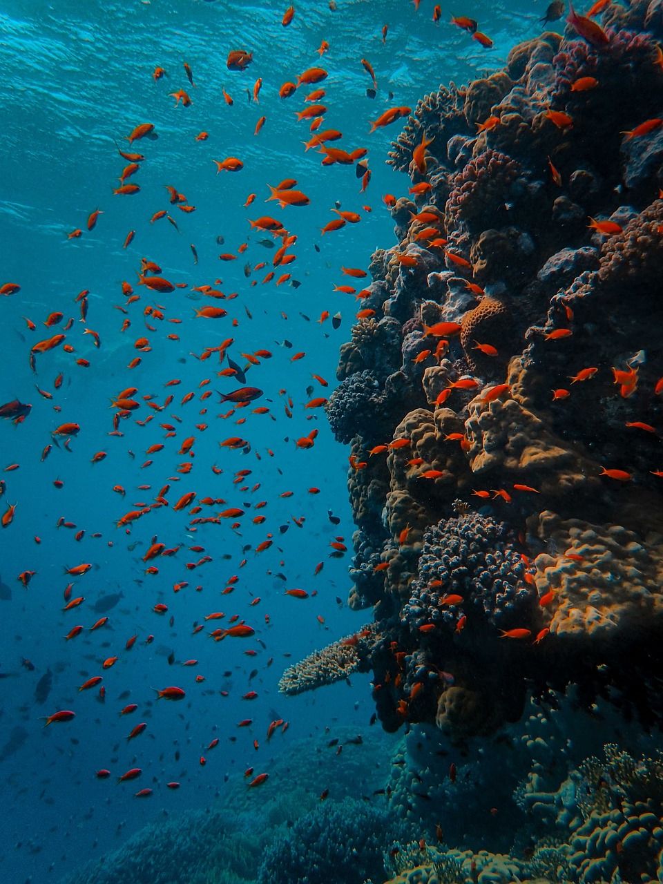 Immer wieder begegnet man beim Tauchen großen Fischschwärmen