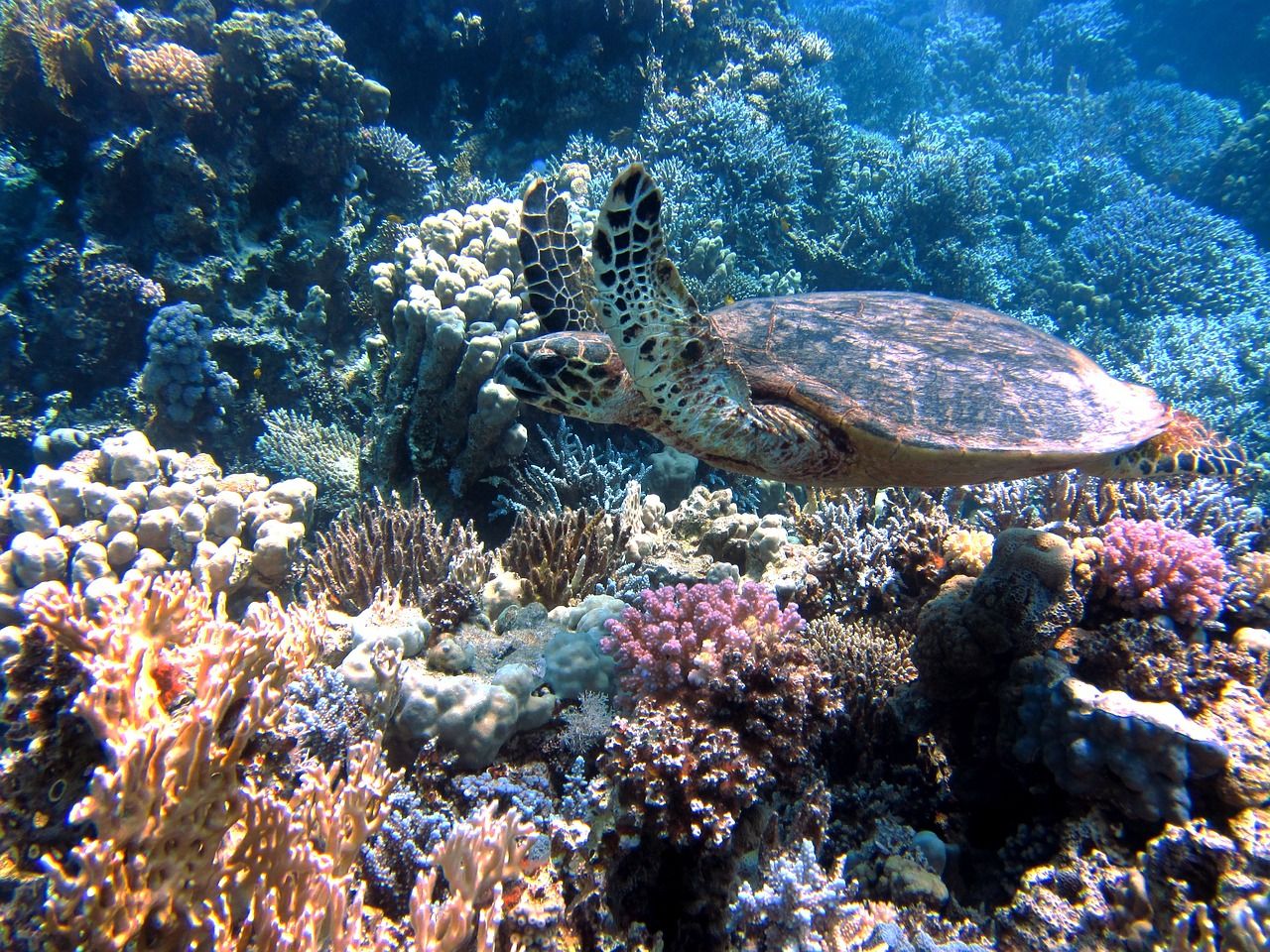 Neben bunten Korallen kann man im Roten Meer auch auf Schildkröten treffen