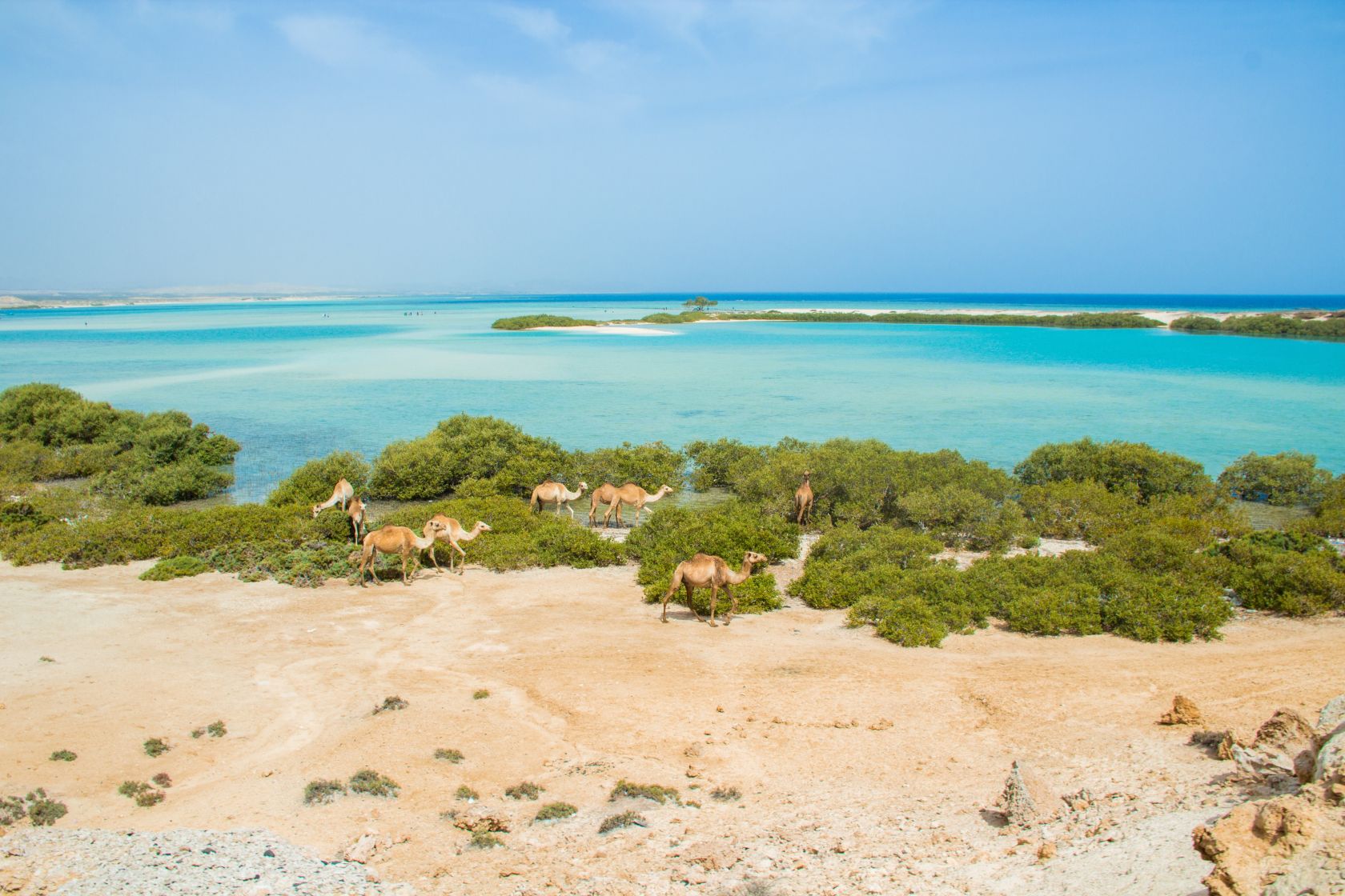 Wilde Dromedare im Naturschutzgebiet Wadi el Gemal